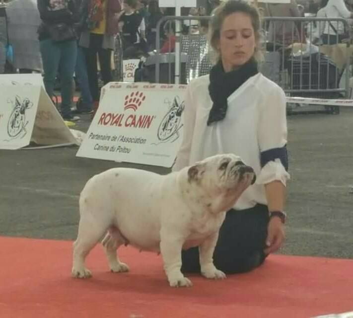 des Roxa-Lina - Internationale dog show poitiers