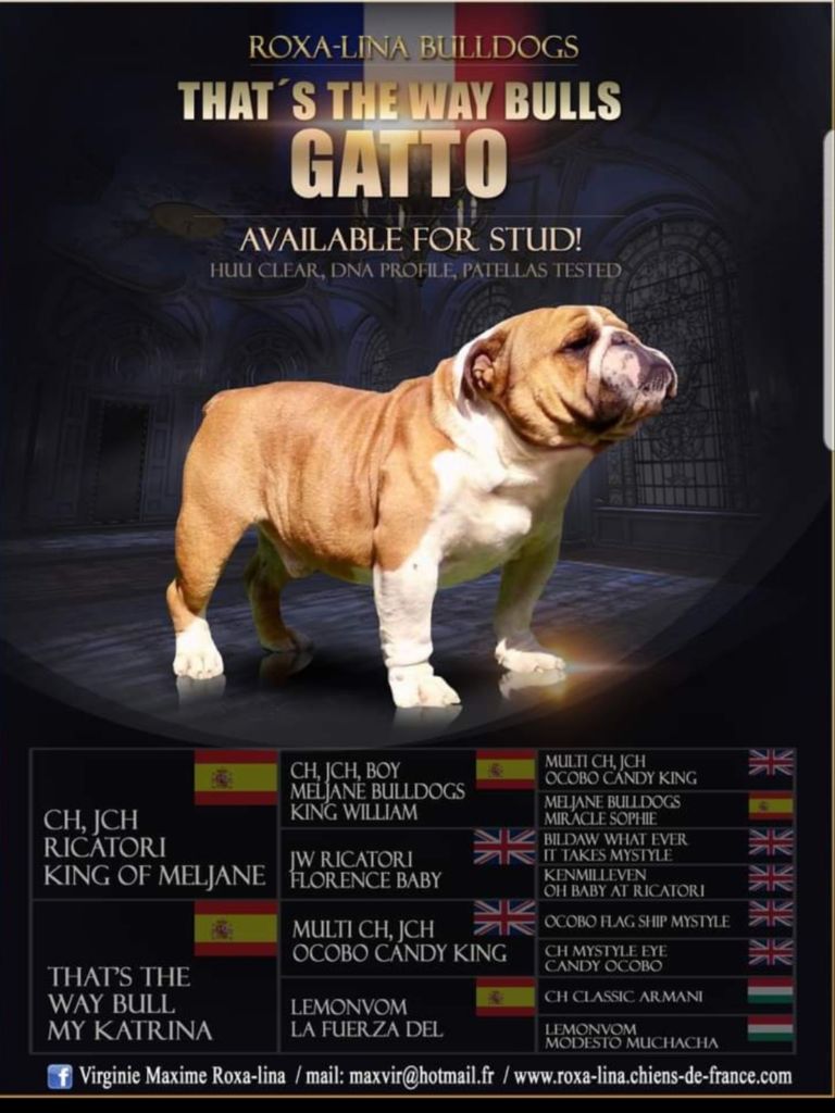that's the way bull Gatto