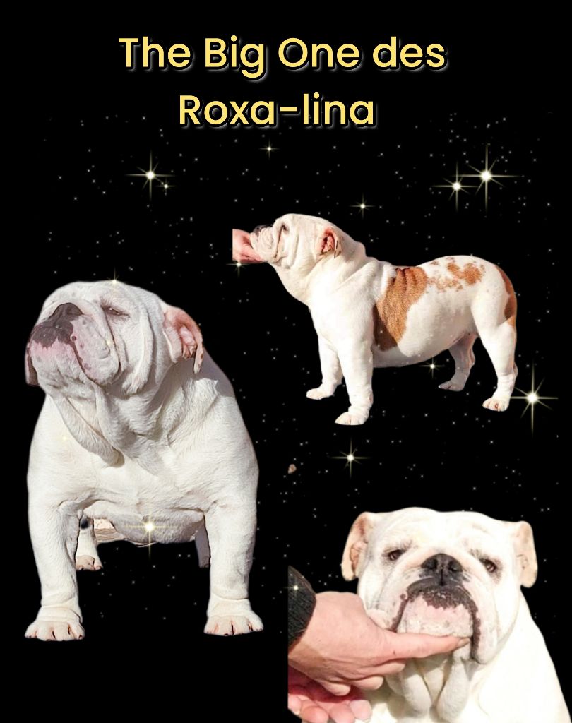 Thé big one des Roxa-Lina