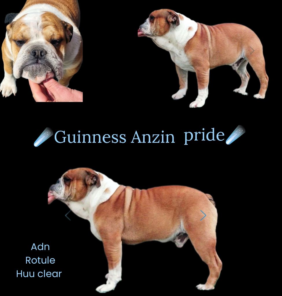 Guinness anzin pride