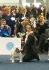  - WORLD DOGS SHOW 2017