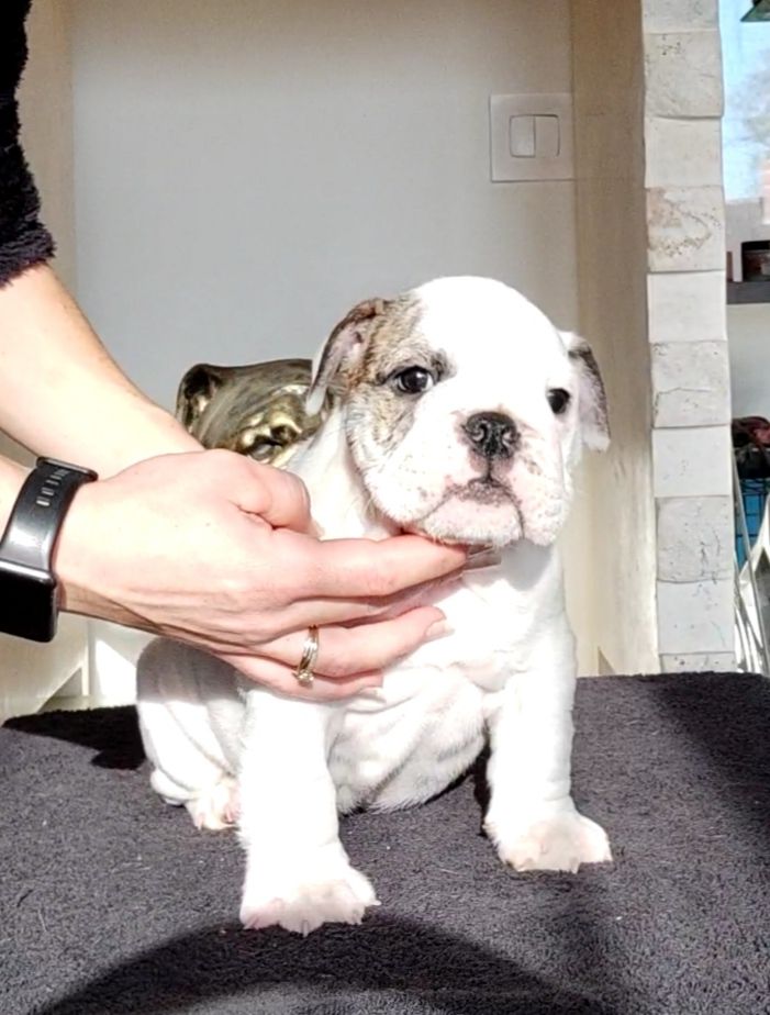 des Roxa-Lina - Chiot disponible  - Bulldog Anglais