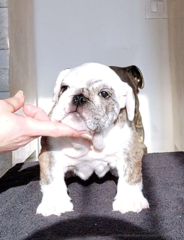 des Roxa-Lina - Chiot disponible  - Bulldog Anglais