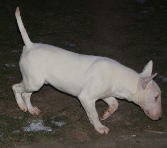 El white Du grand fresnoy