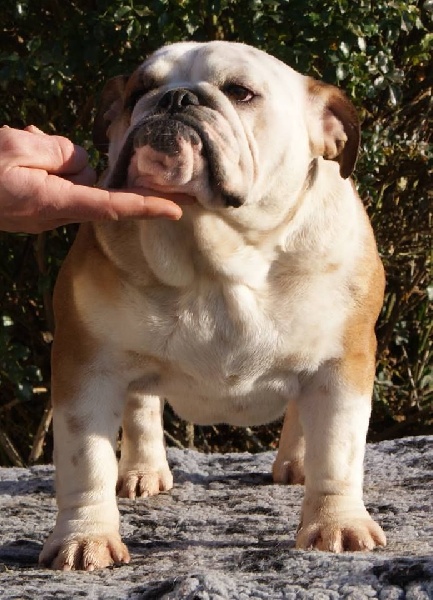 Cecilia voltabulldogs