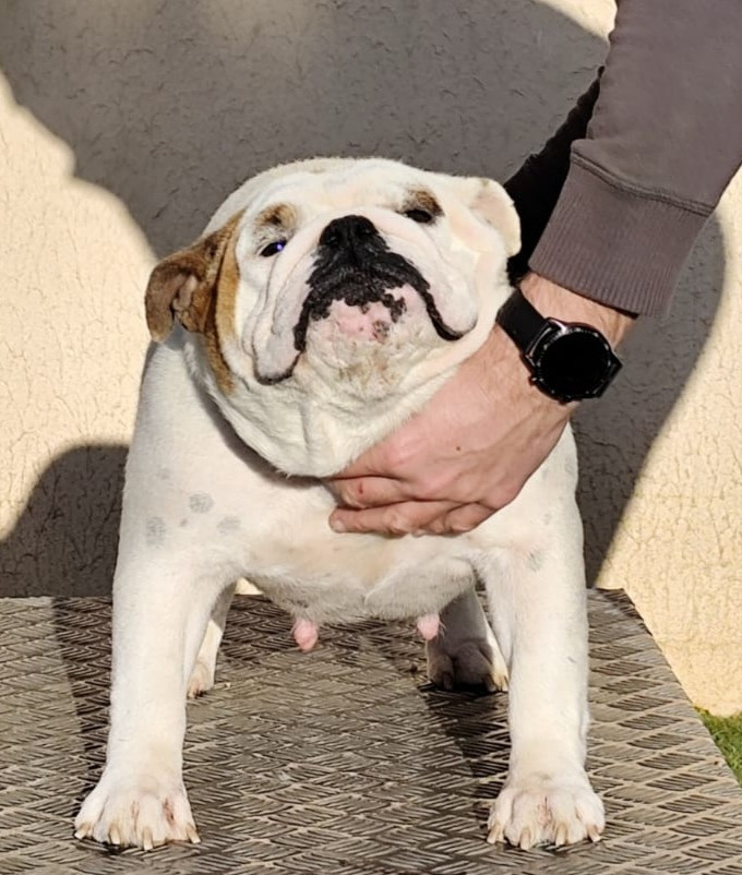 Ugoline des bulls des hautes falaises