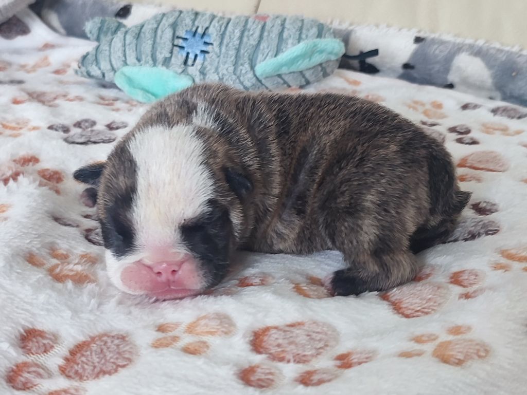 des Roxa-Lina - Chiots disponibles - Bulldog Anglais