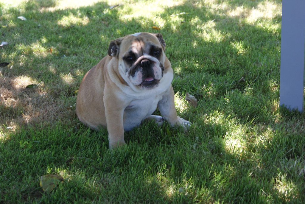 des Roxa-Lina - Bulldog Anglais - Portée née le 14/01/2017