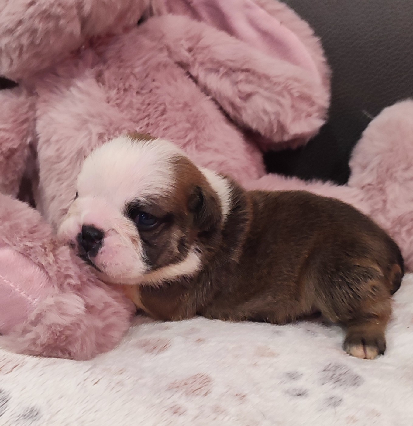 des Roxa-Lina - Chiots disponibles - Bulldog Anglais