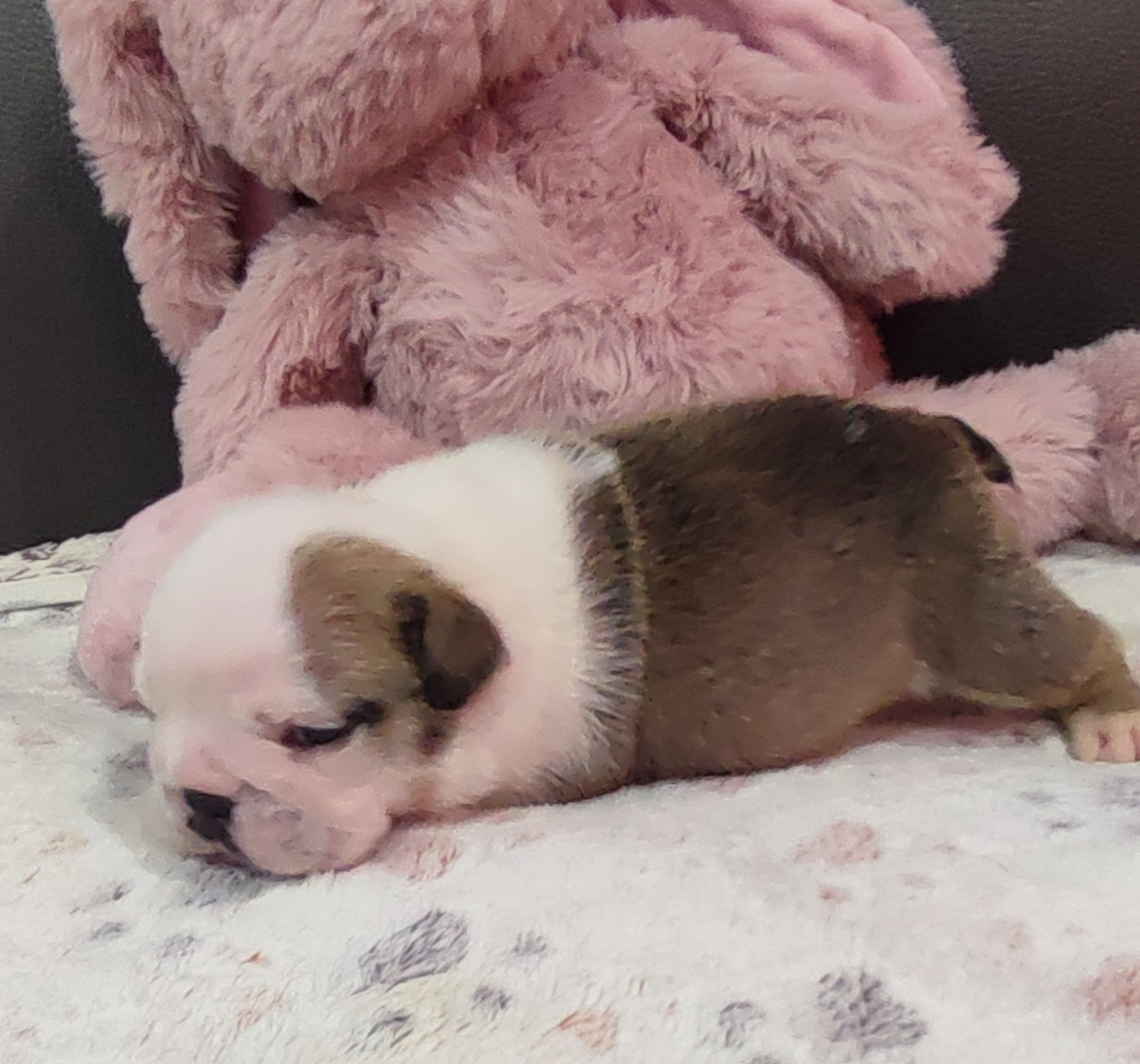 des Roxa-Lina - Chiots disponibles - Bulldog Anglais