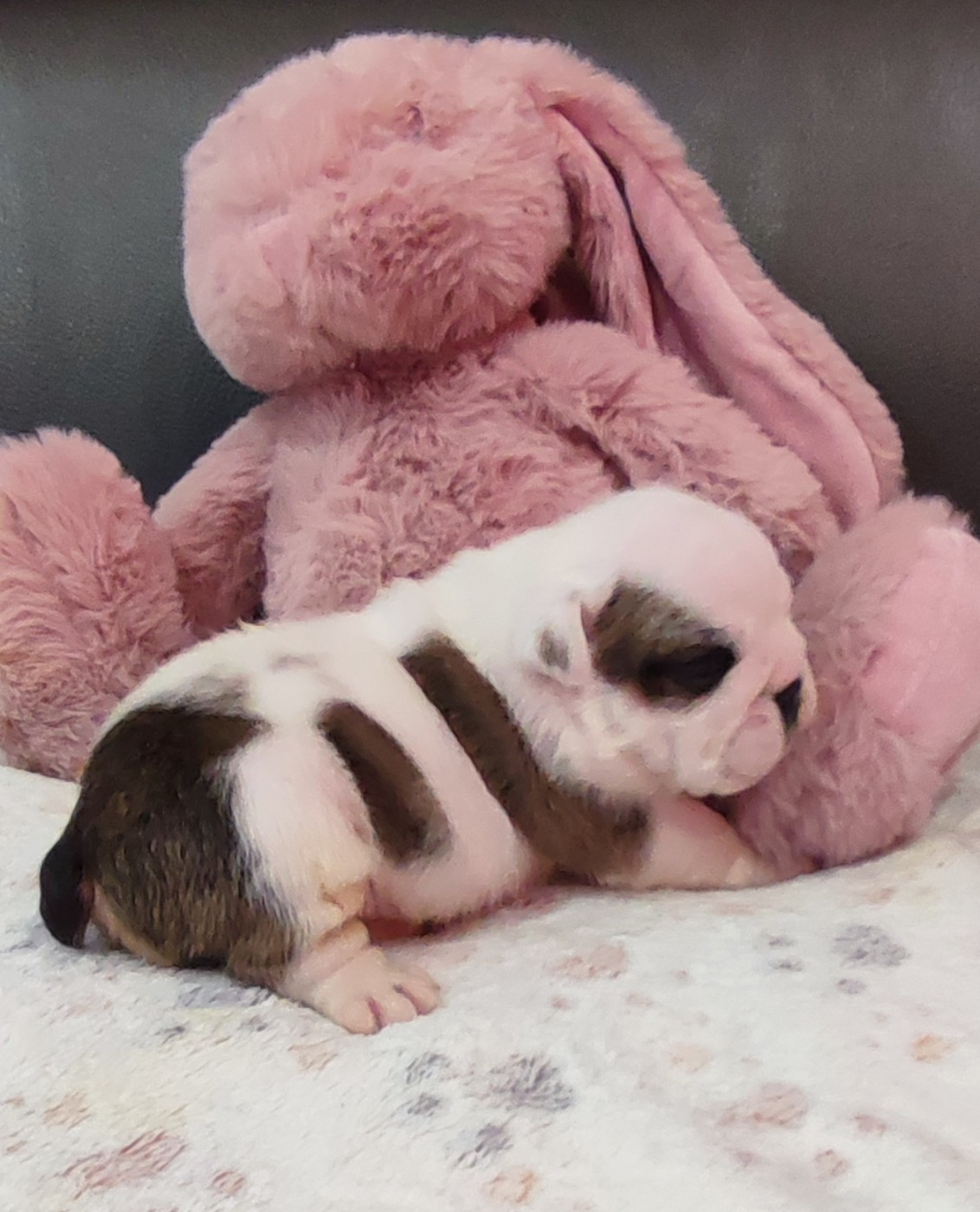 des Roxa-Lina - Chiots disponibles - Bulldog Anglais