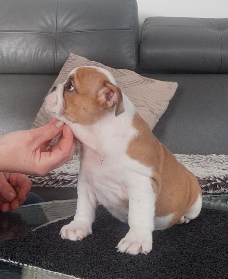 des Roxa-Lina - Chiots disponibles - Bulldog Anglais