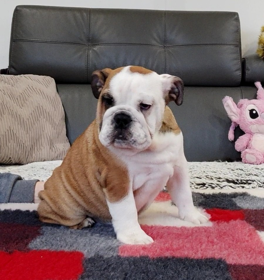 des Roxa-Lina - Chiots disponibles - Bulldog Anglais