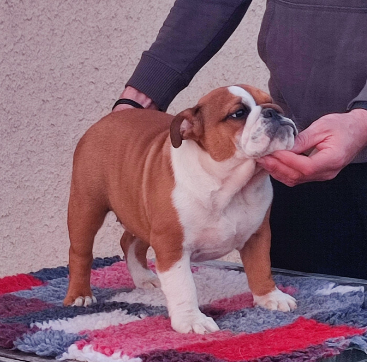des Roxa-Lina - Chiots disponibles - Bulldog Anglais