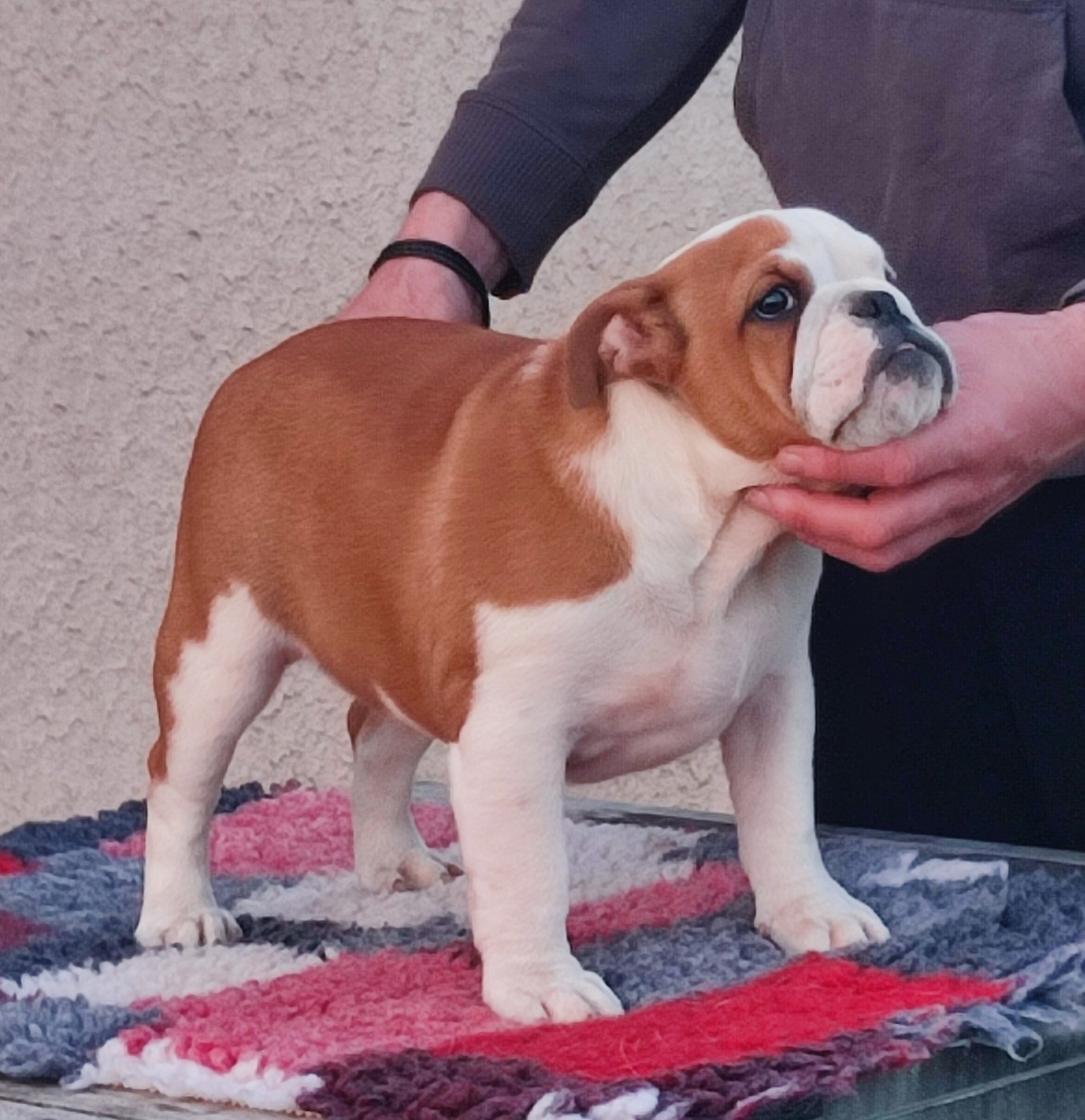 des Roxa-Lina - Chiots disponibles - Bulldog Anglais