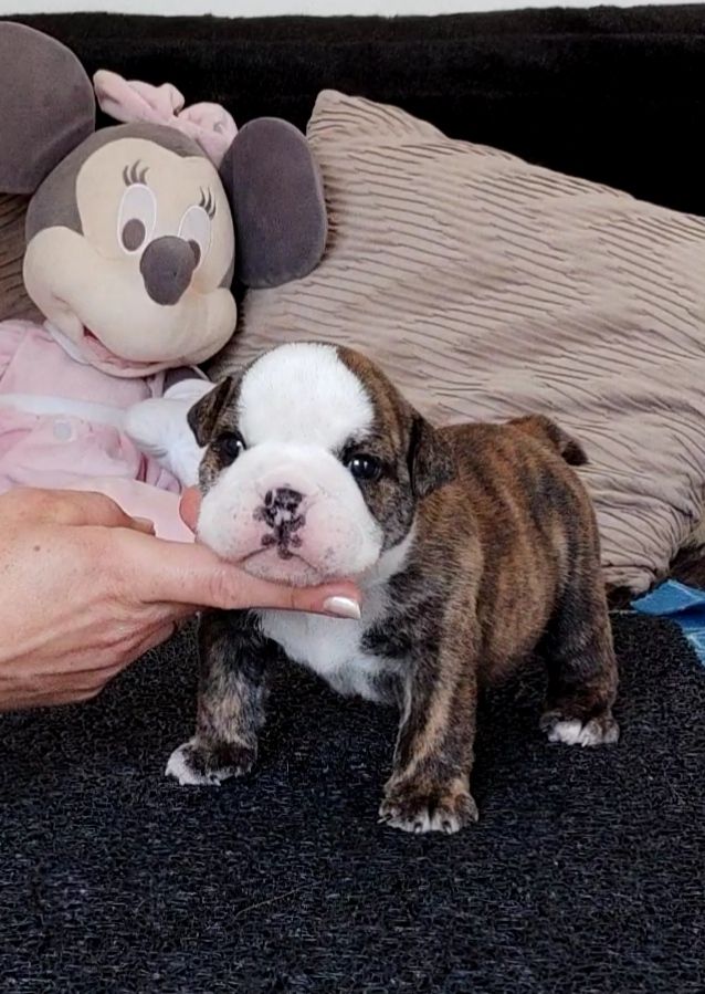des Roxa-Lina - Chiots disponibles - Bulldog Anglais