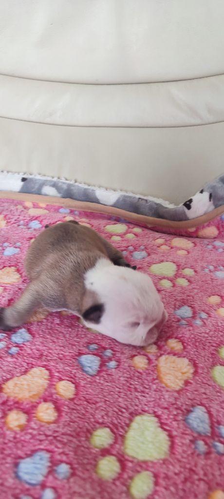 des Roxa-Lina - Chiots disponibles - Bulldog Anglais