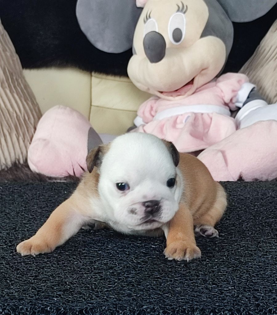 des Roxa-Lina - Chiots disponibles - Bulldog Anglais