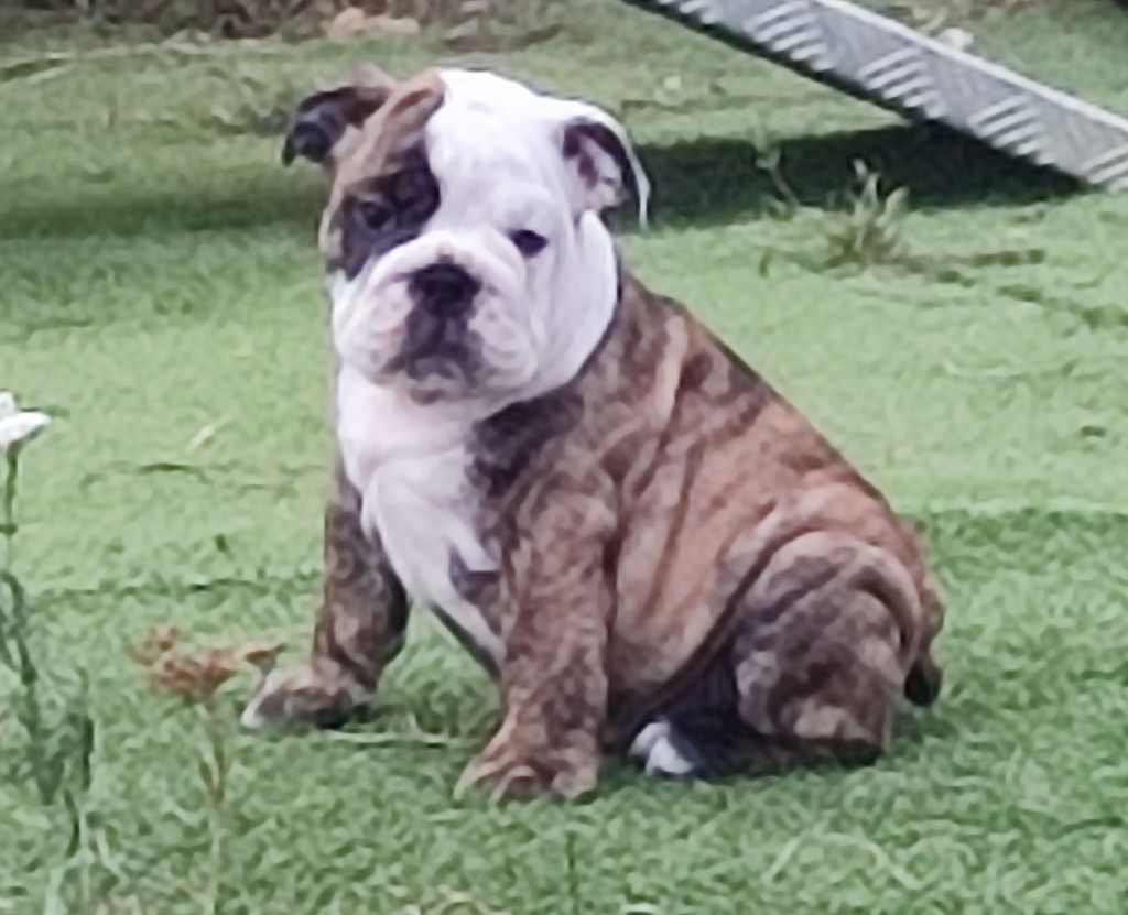 des Roxa-Lina - Chiots disponibles - Bulldog Anglais