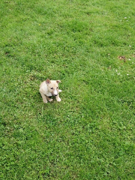 des Roxa-Lina - Bull Terrier Miniature - Portée née le 28/04/2016