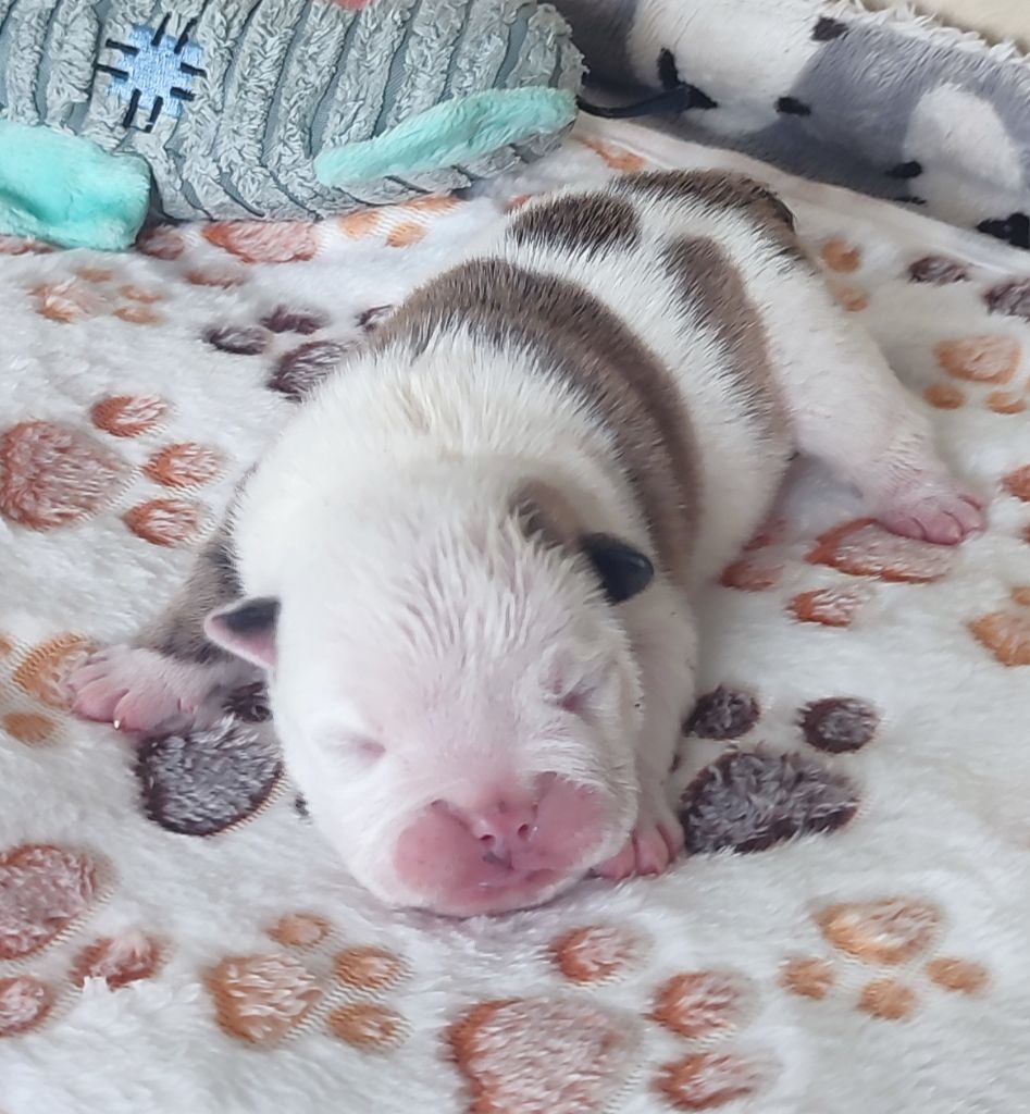des Roxa-Lina - Chiots disponibles - Bulldog Anglais
