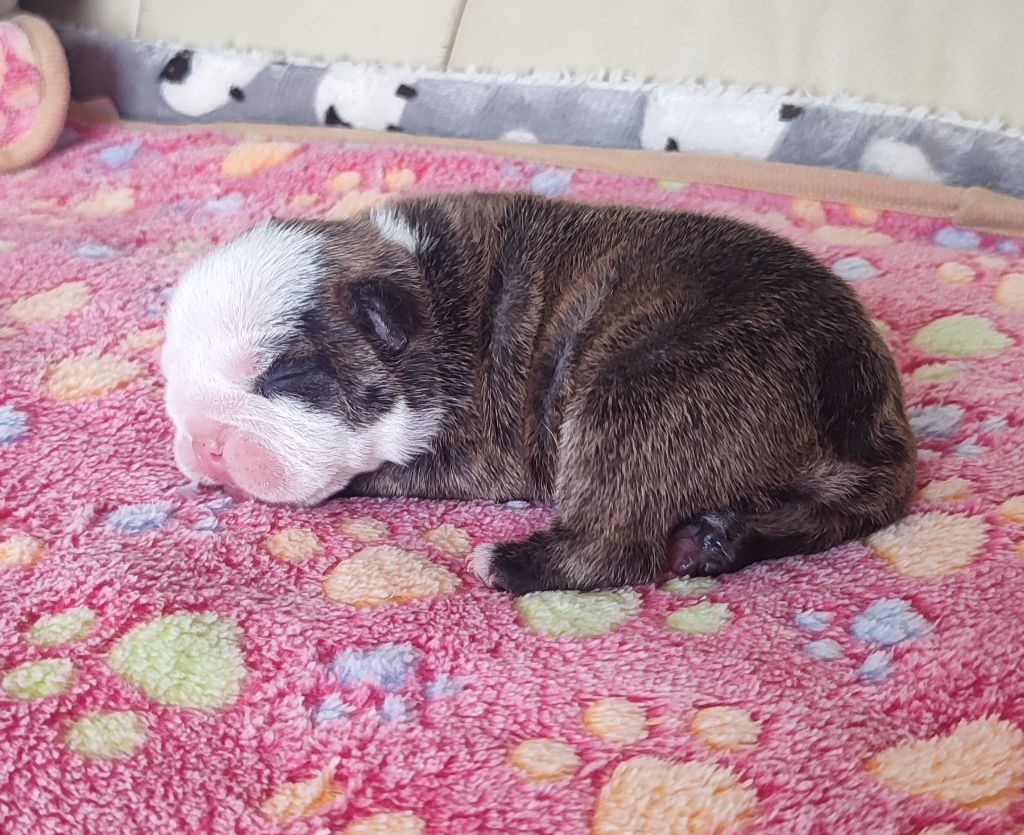 des Roxa-Lina - Chiots disponibles - Bulldog Anglais