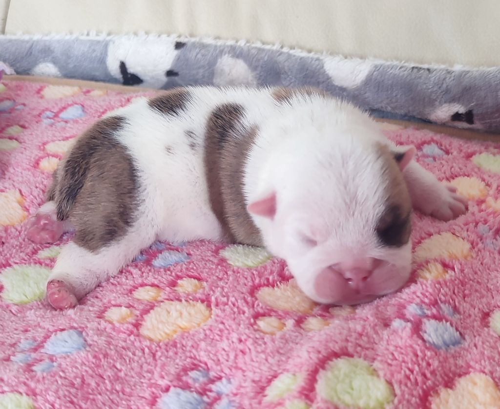 des Roxa-Lina - Chiots disponibles - Bulldog Anglais