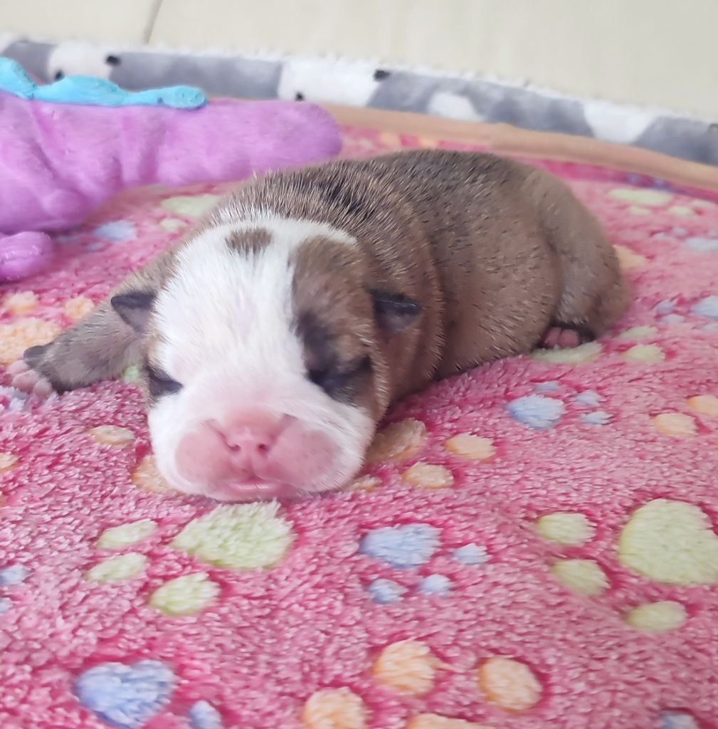 des Roxa-Lina - Chiots disponibles - Bulldog Anglais