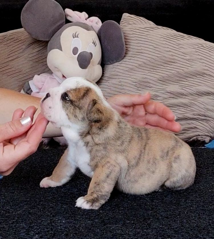 Chiot Bulldog Anglais des Roxa-Lina