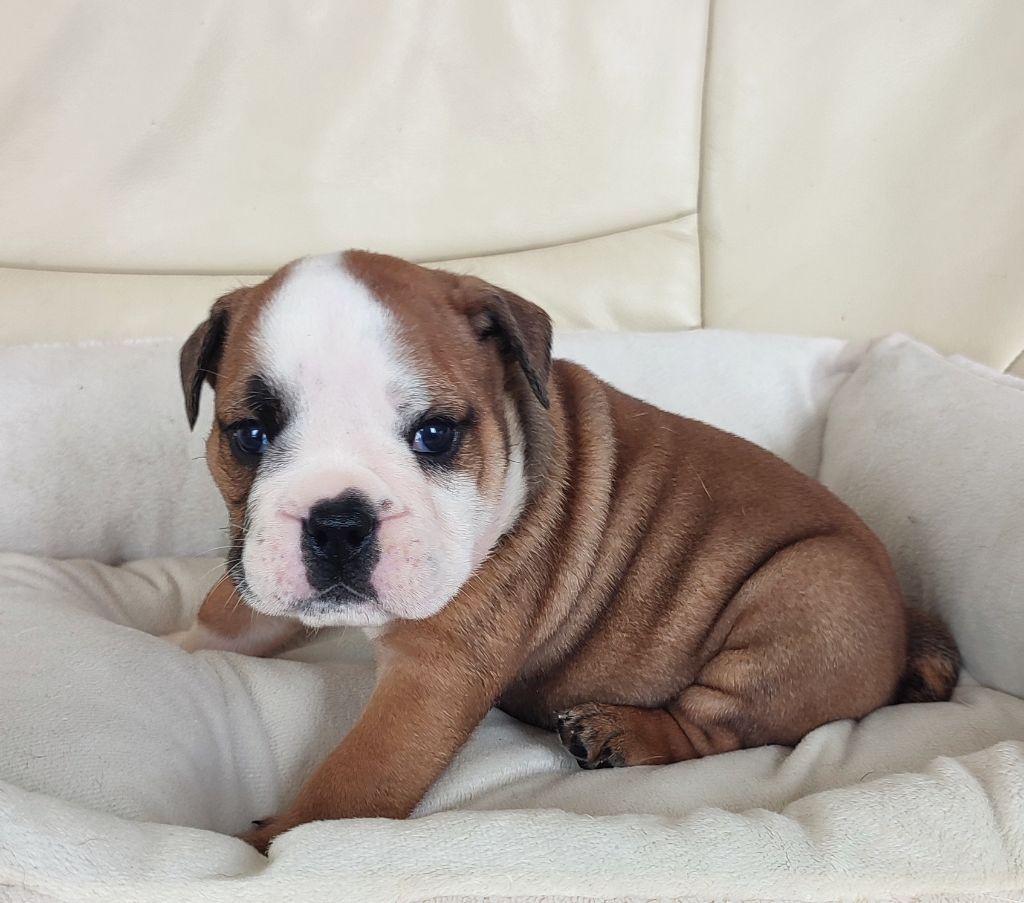 des Roxa-Lina - Chiots disponibles - Bulldog Anglais