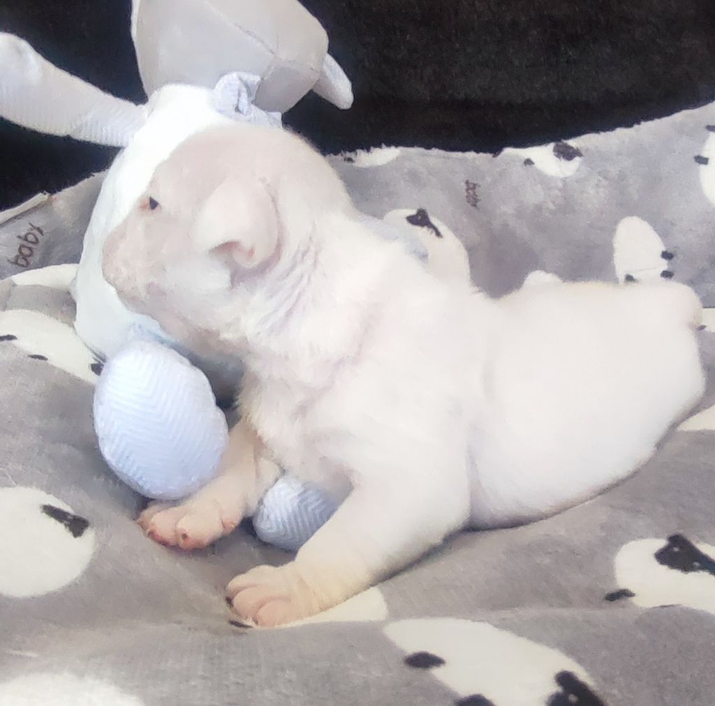 des Roxa-Lina - Chiots disponibles - Bulldog Anglais