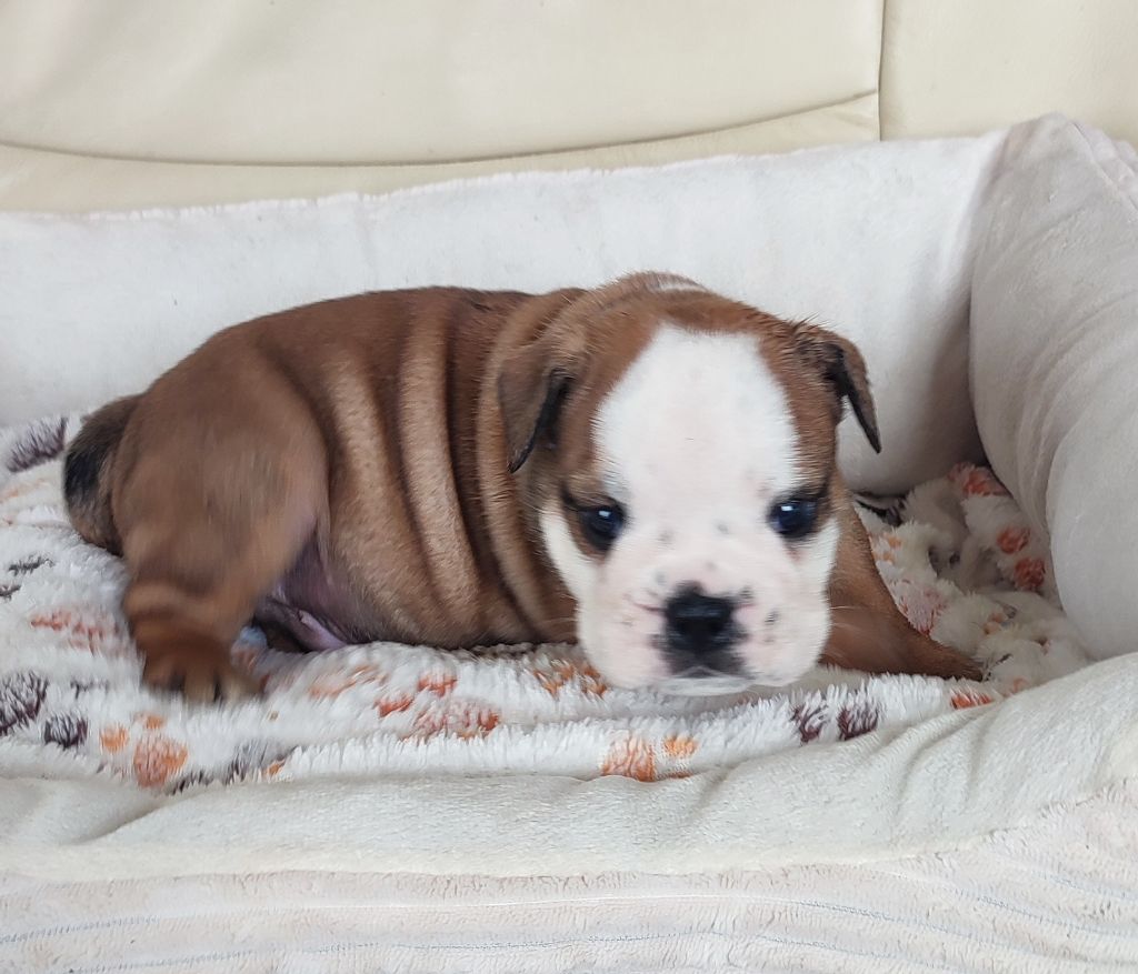 des Roxa-Lina - Chiots disponibles - Bulldog Anglais