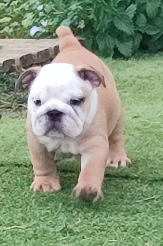 des Roxa-Lina - Chiots disponibles - Bulldog Anglais