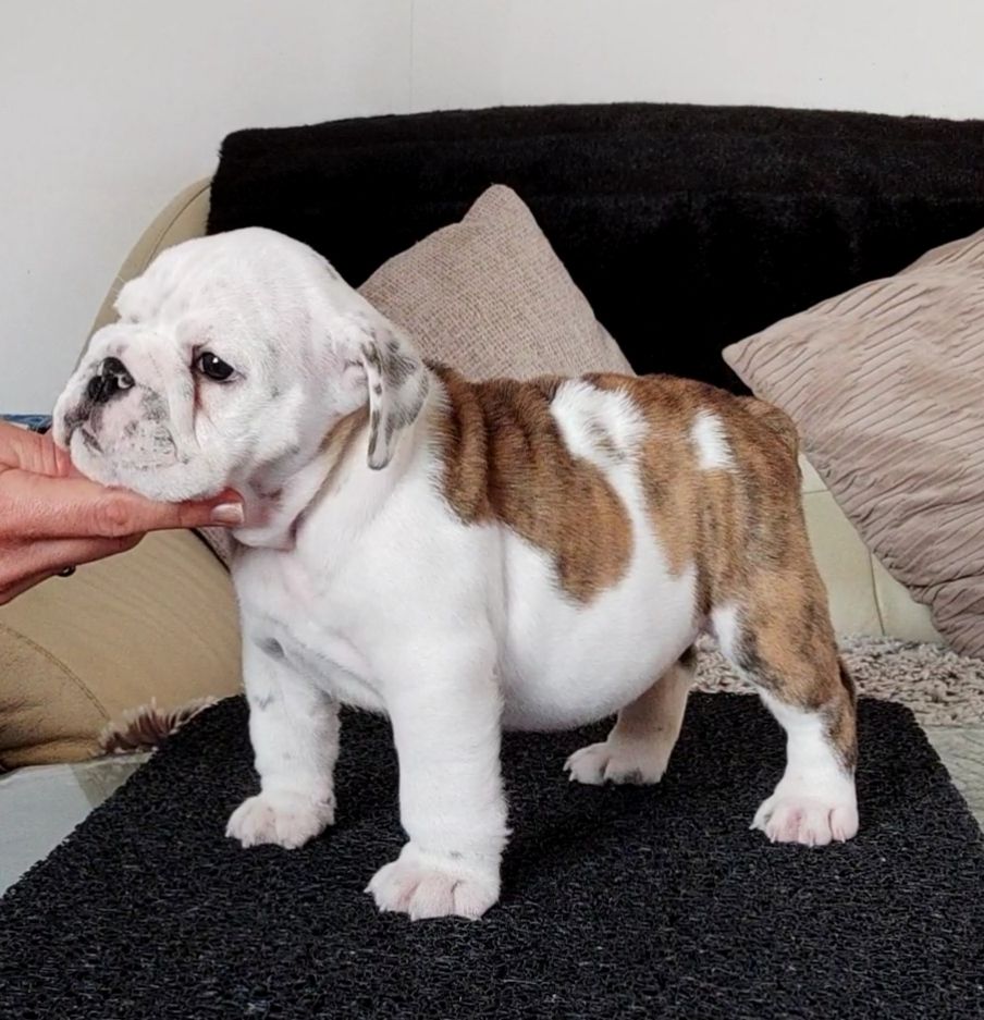des Roxa-Lina - Chiots disponibles - Bulldog Anglais