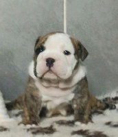 CHIOT