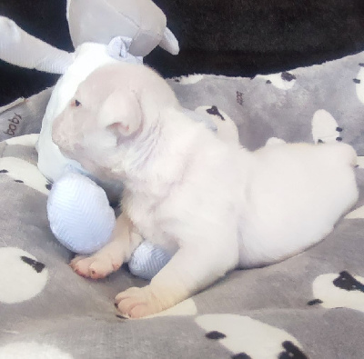 CHIOT 8