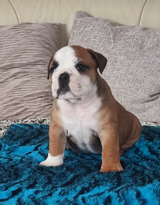 CHIOT 1