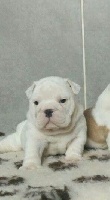 CHIOT