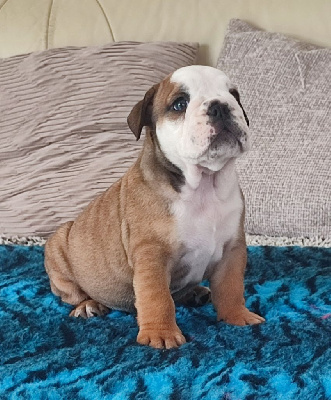 CHIOT 2