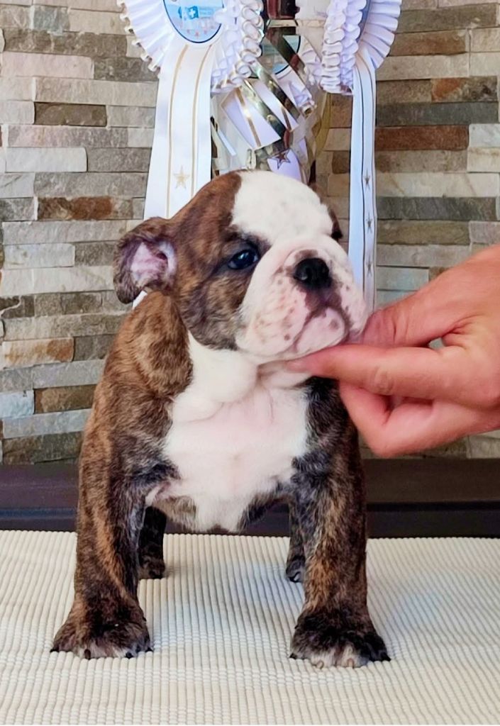 des Roxa-Lina - Chiots disponibles - Bulldog Anglais
