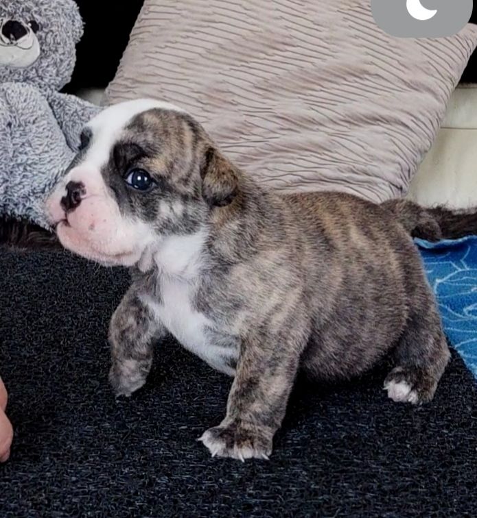 des Roxa-Lina - Chiots disponibles - Bulldog Anglais