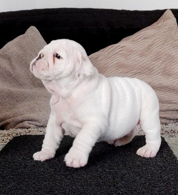des Roxa-Lina - Chiots disponibles - Bulldog Anglais