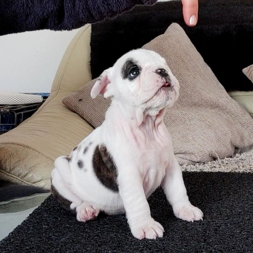 des Roxa-Lina - Chiots disponibles - Bulldog Anglais