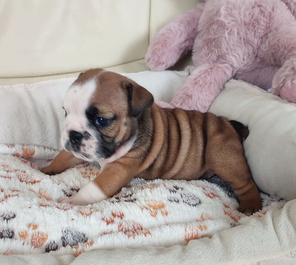 des Roxa-Lina - Chiots disponibles - Bulldog Anglais