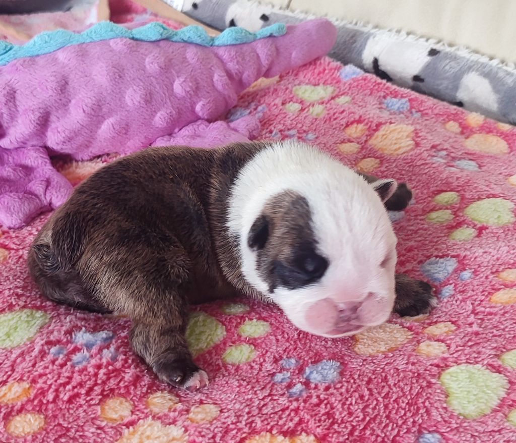 des Roxa-Lina - Chiots disponibles - Bulldog Anglais