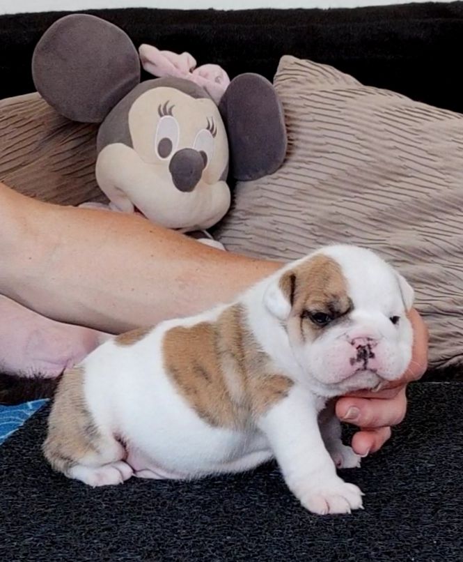 des Roxa-Lina - Chiots disponibles - Bulldog Anglais